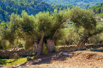 Picturesque landscape of olive grove. Old crooked olive trees.