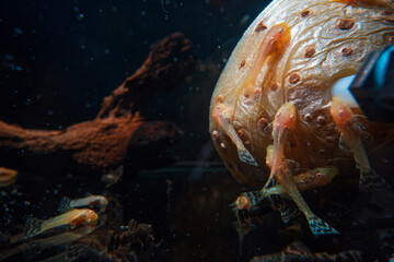 Nachwuchs Welse L144 schwarz weiß 