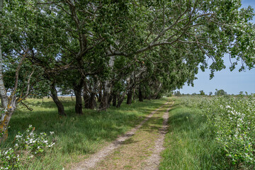 Baumhain entlang eines Feldweges, der den Blick in die Tiefe fährt, menschenleeres Naturidyll 