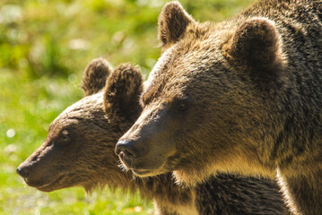 Fototapeta premium Bears on the Transfagarasan in Transylvania, Romania