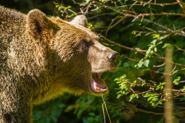 Wild bear in Romania