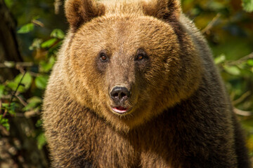 Wild bear in Romania