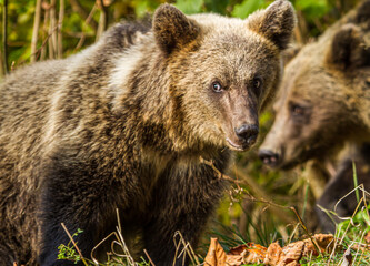 Young bears on the Transfagarasan in Romania