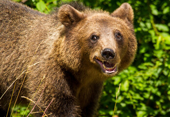 Wild bear in Romania