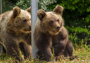 Obraz premium Wild bear in Romania