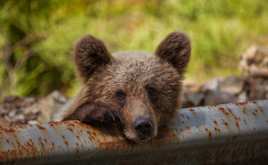Bear cubs on the Transfagarasan in Romania