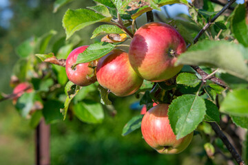 A close-up of fresh ripe raw red shiny apples hanging in a tree. The crabapples or gala apples are attached to a branch with lots of green fall leaves. The leaves are damaged with brown spots.