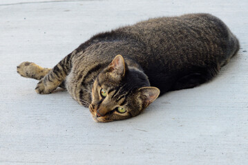 A large black, orange, and brown fury cat or alley cat lays on the concrete sidewalk rolling. The...