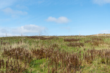 Obraz premium A wide area of arctic tundra with dwarf shrubs, moss, plants, grass, sedges, organic materials, and rocky coastline. The cold barren land is plain and treeless vegetation. The sky is cloudy blue.