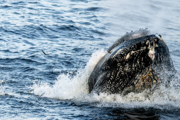 Obraz premium A large humpback whale surfaces from the cold blue Atlantic Ocean to lunge feed on a mouthful of herring fish and capelin. Water is spraying from its mouth with bits of small fishing scattering. 