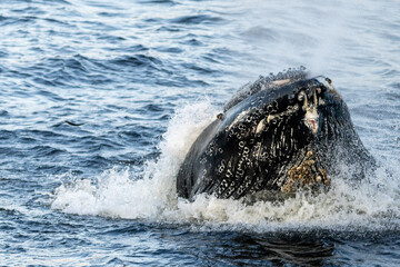 A large humpback whale surfaces from the cold blue Atlantic Ocean to feed on a mouthful of herring...