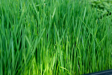 Long lush dense green blades of grass growing on a golf course. The thick velvety grass is a weed free lawn. The ground is nutritious and healthy and heavily fertilized with emerald green growth. 