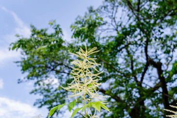 ヤマブキショウマの花