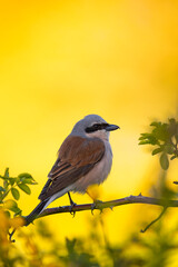 Male red backed shrike perched on a branch.