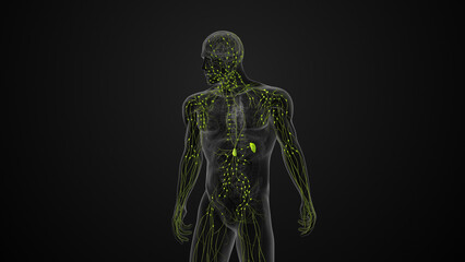 Fototapeta premium Human lymphatic system medical animation