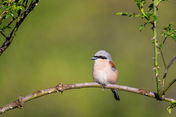Male red backed shrike perched on a branch.