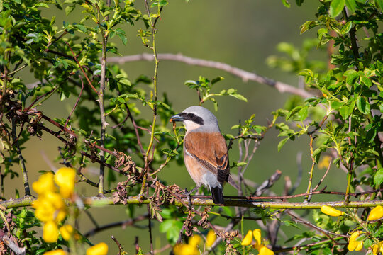 Male red backed shrike perched on a branch.