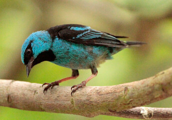 Pássaro azul e preto