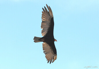 Um majestoso voo de um urubu cabeça vermelha 