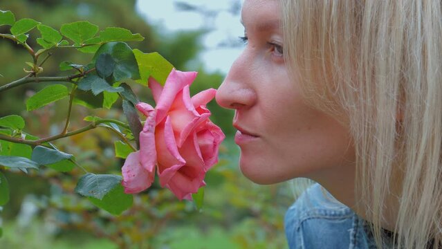 Woman sniffing big red rose on tree with closed eyes close-up, summertime Beautiful young woman with interesting classic profile buried her nose in fragrant red roses growing in garden in park