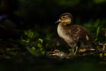 Mandarinente (Aix galericulata )Küken 