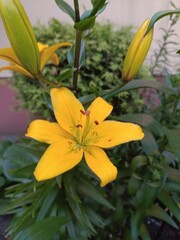 Obraz premium orange tiger lily, yellow lily