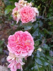 pink and white dahlias 