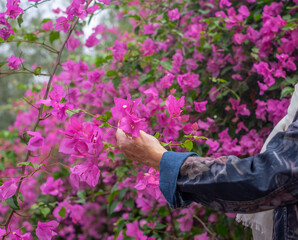 Senior woman in the park touching and admiring a blooming pink bougainvillea. Elderly lady enjoying...