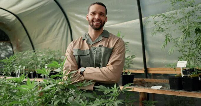 Face, happy and man farming weed in greenhouse for marijuana production or holistic medicine. Agriculture, arms crossed and confident farmer with cannabis for planting, inspection and small business