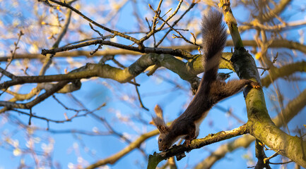 squirrel jumping on tree branches