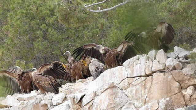 Grupo de buitres leonados, Gyps fulvus, posados sobre roca de precipicio y alas extendidas para regular su temperatura corporal, Alcoy, Espa&ntilde;a