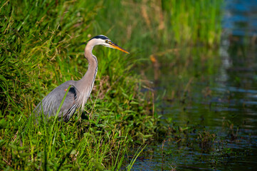 Great blue heron on a grassy lake shore