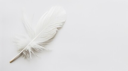 Ethereal Beauty - Minimalist Single Feather on White, Delicate Structure Close-Up with Copyspace