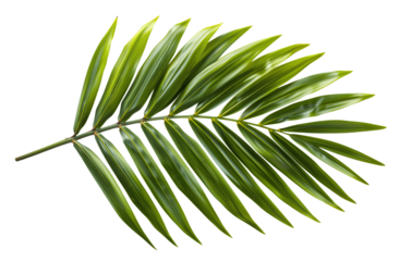 palm leaf isolated on white background