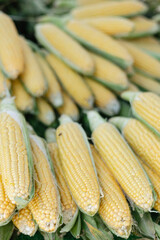 young seasonal corn on a market stall