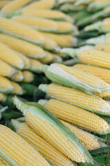young seasonal corn on a market stall