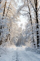 Obraz premium Serene Winter Wonderland - Peaceful Snowy Forest Path with Clear Sky, Snow-covered Trees, and Copy Space