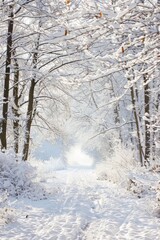 Obraz premium Serene Winter Wonderland - Peaceful Snowy Forest Path with Clear Sky, Snow-covered Trees, and Copy Space