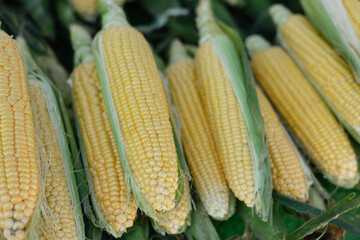 young seasonal corn on a market stall