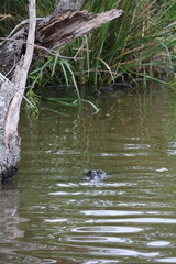 Obraz premium Bayou, Louisiane