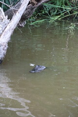 Fototapeta premium Bayou, Louisiane