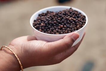 an Indian woman's hand holding a white ceramic bowl filled with black peppers (Piper nigrum). Native to Malabar coast of India, it is widely used in culinary as spice and seasoning around the world.