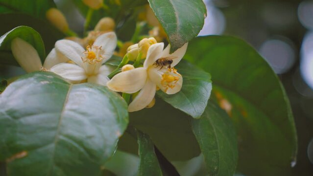 Blooming tangerine tree. Bee collects nectar and pollinates flower. Large number of white flowers on branches of tree among green foliage. Satsuma Orange Blossom, Satsuma Mandarin, Orange Tree Branch