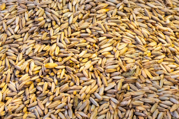 Close-up of rye grain in soft light