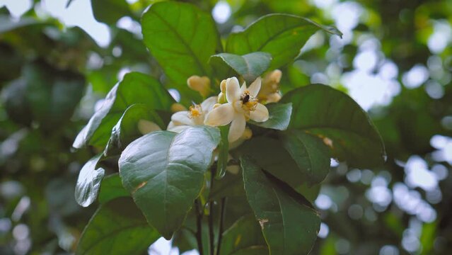Blooming tangerine tree. Bee collects nectar and pollinates flower. Large number of white flowers on branches of tree among green foliage. Satsuma Orange Blossom, Satsuma Mandarin, Orange Tree Branch