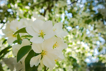 White flowers on a branch of a blossoming apple tree in the shadow of a blurred tree crown in the background