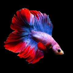 Betta fish, one of the most aesthetic aquatic creatures. Black background. 