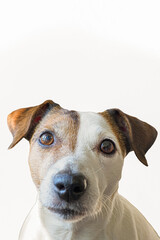 Dog. Portrait of a funny Jack Russell Terrier dog on a white background. Pets.