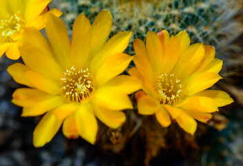 Sulcorebutia glomeriseta - cactus blooming in spring in a botanical collection, Ukraine