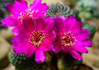 Sulcorebutia sp. - cactus blooming in spring in a botanical collection, Ukraine